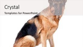  Presentation with german - Amazing theme having german shepherd lying in front backdrop and a light gray colored foreground
