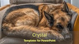  Presentation with german - PPT theme featuring german-shepherd-lying-on-sofa and a tawny brown colored foreground