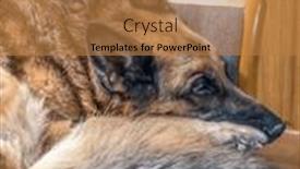  Presentation with german - Presentation consisting of german-shepherd-lying-on-sofa background and a coral colored foreground