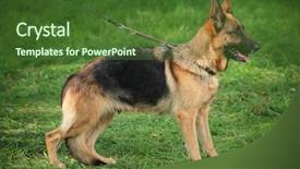  Presentation with leash - Amazing presentation theme having german shepherd on a leash backdrop and a tawny brown colored foreground