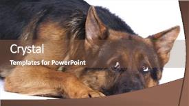  Presentation with german shepherd two young puppys - Colorful slide deck enhanced with sheperd - german shepherd on a white backdrop and a tawny brown colored foreground