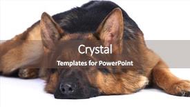  Presentation with german shepherd two young puppys - PPT theme with german shepherd on a white background and a tawny brown colored foreground