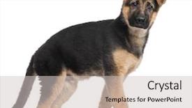  Presentation with german shepherd two young puppys - Slides with german shepherd puppy 3 months background and a light gray colored foreground