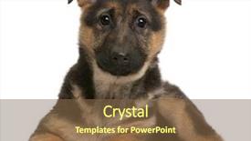  Presentation with german - Cool new presentation theme with german shepherd puppy 3 months backdrop and a tawny brown colored foreground