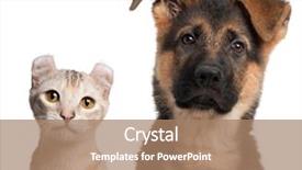  Presentation with german - PPT layouts with german shepherd puppy 3 months background and a coral colored foreground