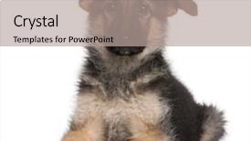  Presentation with german - Slides enhanced with landscape of autumn with mt jambeyang in yading national level reserve daocheng sichuan province china background and a tawny brown colored foreground