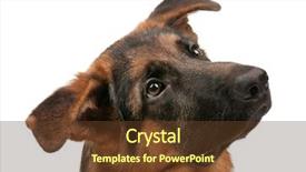  Presentation with german shepherd two young puppys - Beautiful PPT layouts featuring german shepherd puppy 5 months backdrop and a tawny brown colored foreground
