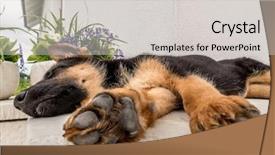  Presentation with german - Colorful slide deck enhanced with german shepherd puppy blithely sleeping backdrop and a light gray colored foreground