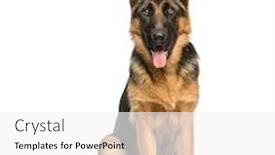  Presentation with german - PPT layouts with german-shepherd-sitting-and-panting background and a white colored foreground