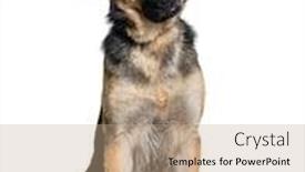  Presentation with german shepherd two young puppys - Presentation design enhanced with cock - german shepherd sitting in front background and a coral colored foreground