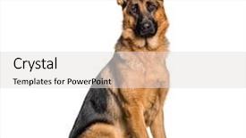  Presentation with german shepherd two young puppys - Slide set featuring german shepherd sitting in front background and a light gray colored foreground