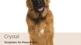  Presentation with german - 