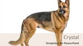  Presentation with german - Theme with german-shepherd-standing-isolated background and a coral colored foreground