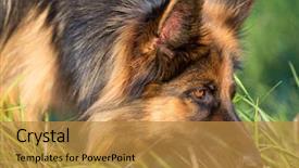  Presentation with police dog - Theme enhanced with german shepherd tracker dog working background and a gold colored foreground