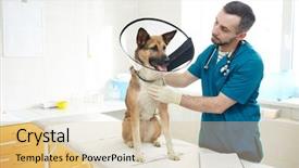  Presentation with funnel - Cool new slide set with german shepherd with funnel aroung backdrop and a lemonade colored foreground