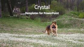  Presentation with german - Theme with german shepherd background and a  colored foreground