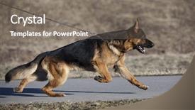  Presentation with german - Audience pleasing slide set consisting of german shepherd backdrop and a gray colored foreground