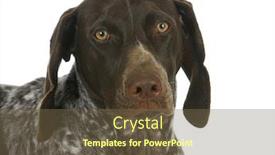  Presentation with pointer - Theme having german short haired pointer portrait isolated on white background background and a tawny brown colored foreground