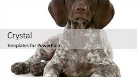  Presentation with pointer - Slides having german short haired pointer puppy background and a light gray colored foreground