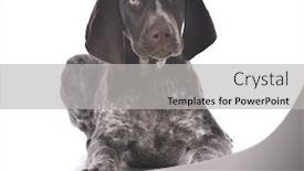  Presentation with pointer - Colorful presentation enhanced with german-shorthair-pointer-isolated backdrop and a light gray colored foreground
