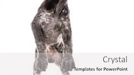  Presentation with pointer - Cool new presentation design with german shorthair pointer playing on white background backdrop and a light gray colored foreground