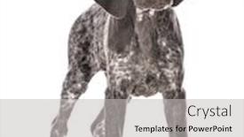  Presentation with pointer - Audience pleasing presentation design consisting of german shorthair pointer puppy isolated on white background backdrop and a light gray colored foreground