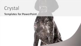  Presentation with pointer - Presentation consisting of german shorthair pointer puppy sitting isolated on white background background and a white colored foreground