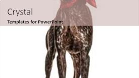  Presentation with german shorthaired pointer - Theme enhanced with german-shorthaired-pointer-isolated background and a coral colored foreground