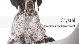  Presentation with german shorthaired pointer - Presentation theme enhanced with german-shorthaired-pointer-laying-down background and a light gray colored foreground