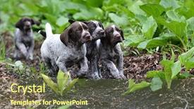  Presentation with german - Slide set having iguana in captivity in domestic box italy background and a sky blue colored foreground.