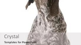  Presentation with german shorthaired pointer - Beautiful PPT layouts featuring german shorthaired pointer looking up isolated on white background backdrop and a light gray colored foreground
