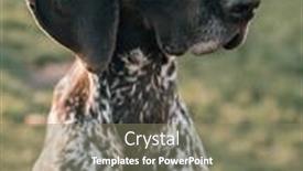  Presentation with pointer - Slide set consisting of german-shorthaired-pointer-portrait-outdoor background and a gray colored foreground