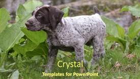  Presentation with german shorthaired pointer - Colorful PPT theme enhanced with german shorthaired pointer puppy outside in the grass backdrop and a tawny brown colored foreground