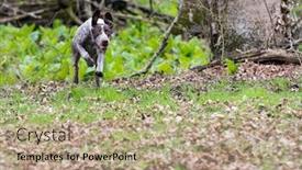  Presentation with german shorthaired pointer - PPT layouts enhanced with german shorthaired pointer running in the woods background and a coral colored foreground