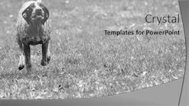  Presentation with german shorthaired pointer - Beautiful slide deck featuring german shorthaired pointer running in the grass backdrop and a light gray colored foreground