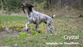  Presentation with german shorthaired pointer - Presentation theme featuring german shorthaired pointer running with a stick background and a violet colored foreground