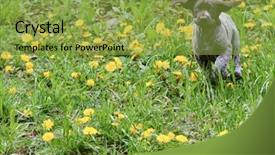  Presentation with german shorthaired pointer - PPT theme enhanced with german shorthaired pointer running in the grass - 8 weeks old background and a yellow colored foreground