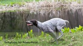  Presentation with german shorthaired pointer - Beautiful presentation design featuring german shorthaired pointer running by the edge of a pond backdrop and a tawny brown colored foreground