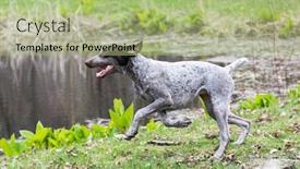  Presentation with german shorthaired pointer - PPT theme with german shorthaired pointer running by the edge of a pond background and a mint green colored foreground