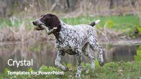  Presentation with german - Slides featuring german shorthaired pointer running background and a violet colored foreground