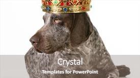  Presentation with german shorthaired pointer - PPT layouts featuring german shorthaired pointer wearing king background and a gray colored foreground
