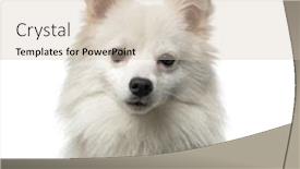  Presentation with german - Presentation theme with german spitz 1 year old in front of a white background background and a soft green colored foreground