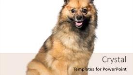  Presentation with german - Cool new slide deck with german spitz sitting in front of white background backdrop and a coral colored foreground
