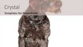  Presentation with pointer - Beautiful slide deck featuring german wirehaired pointer also know as drahthaar sitting against white background backdrop and a mint green colored foreground