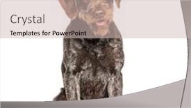  Presentation with pointer - Amazing presentation design having lupus - german wirehaired pointer also know backdrop and a soft green colored foreground