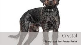  Presentation with pointer - Presentation theme enhanced with german-wirehaired-pointer-korthals-dog background and a light gray colored foreground