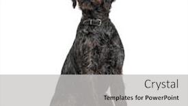  Presentation with pointer - Cool new slide set with german-wirehaired-pointer-korthals-dog backdrop and a light gray colored foreground