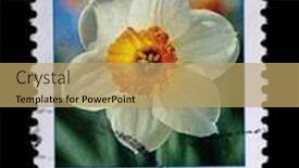  Presentation with narcissus - 