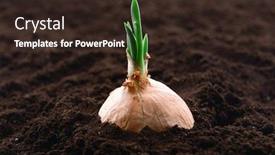  Presentation with onion - PPT layouts having germinated onion in soil close-up background and a wine colored foreground