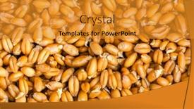  Presentation with seeds - Slides enhanced with germinated wheat grass seeds close up background and a gold colored foreground